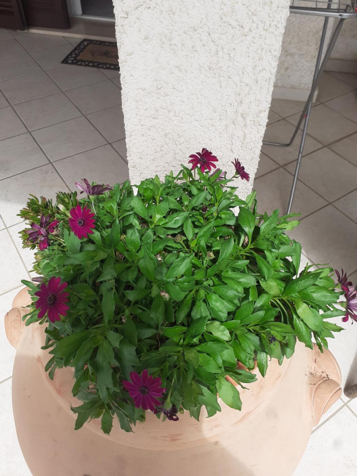 Hotel B&B Rispescia Grosseto Exterior foto
